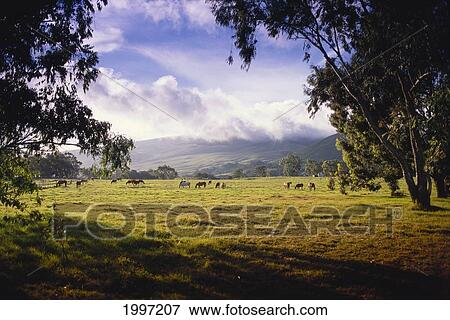Hawaii, Big Island, Waimea, Upcountry Horses Grazing, Afternoon Light, Trees A45E View Large Photo Image Stock Photo - Hawaii, Big Island, Waimea, Upcountry Horses Grazing, Afternoon Light, Trees A45E. Fotosearch