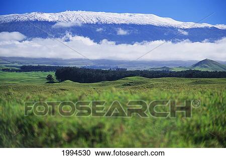 Stock Image - Hawaii, Big Island, Waimea, View Of Snowcapped Mauna Kea From Lush Valley.. Fotosearch