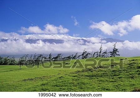 Stock Image - Hawaii, Big Island, Waimea, View Of Snowcapped Mauna Kea From Lush Rolling Hills Below.. Fotosearch