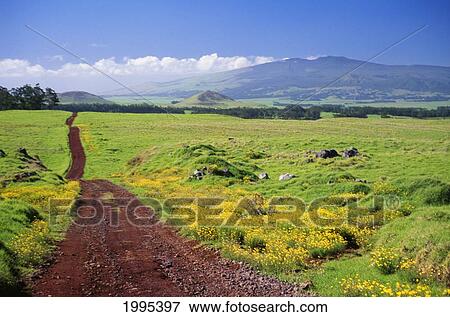 Stock Photo - Hawaii, Big Island, Waimea, View Of Kohala Mountain From Mana Road.. Fotosearch