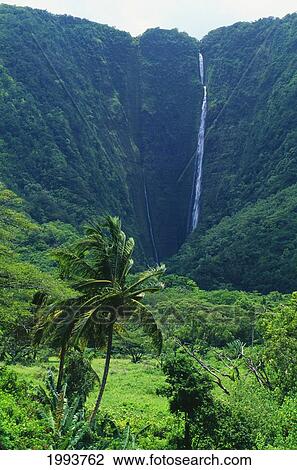 Stock Image - Hawaii, Big Island, Waipio Valley, Many Waterfalls And Lush Greenery.. Fotosearch