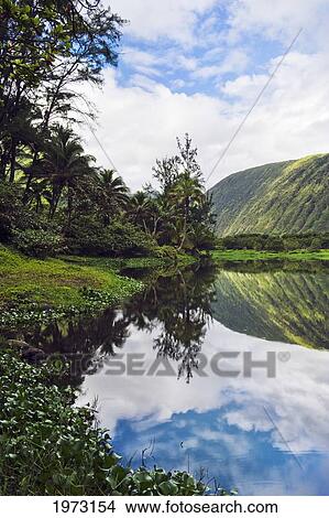 Hawaii, Big Island, Waipio Valley Stream With Reflection. View Large Photo Image Picture - Hawaii, Big Island, Waipio Valley Stream With Reflection.. Fotosearch