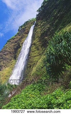 Stock Photo - Hawaii, Big Island, Waipio Valley, Kaluahine Falls Coming Down Mountainside.. Fotosearch