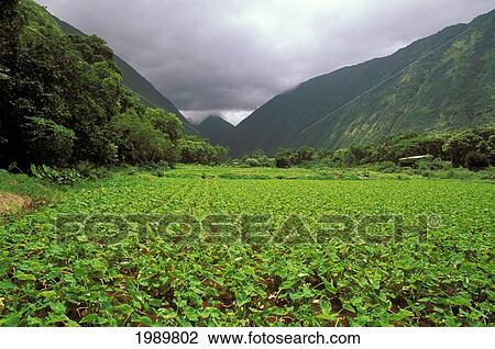 Stock Image - Hawaii, Big Island, Waipio Valley, Taro Farm With Mountain Background. Fotosearch