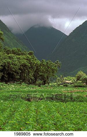 Hawaii, Big Island, Waipio Valley, Taro Farm With Mountain Background View Large Photo Image Stock Photography - Hawaii, Big Island, Waipio Valley, Taro Farm With Mountain Background. Fotosearch