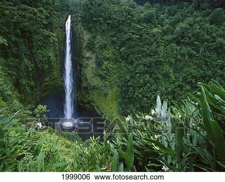 Hawaii, Big Island, Waterfall, Akaka Falls (422 Feet) View Large Photo Image Stock Photograph - Hawaii, Big Island, Waterfall, Akaka Falls (422 Feet). Fotosearch
