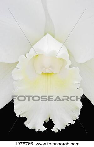 Stock Photograph - Hawaii, Big Island, White Catalina Orchid.. Fotosearch