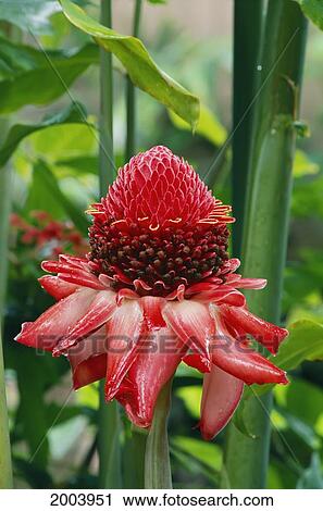 Hawaii, Big Island, World Gardens Hamakua Coast, Close-Up Detail Torch Ginger (Phaeomeria Magnifica) Greenery View Large Photo Image Stock Image - Hawaii, Big Island, World Gardens Hamakua Coast, Close-Up Detail Torch Ginger (Phaeomeria Magnifica) Greenery. Fotosearch