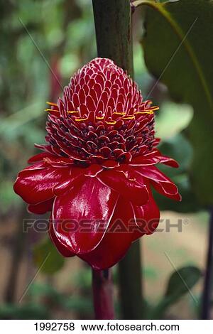 Stock Photo - Hawaii, Big Island, World Gardens Hamakua Coast, Close-Up Detail Torch Ginger (Phaeomeria Magnifica) Greenery. Fotosearch