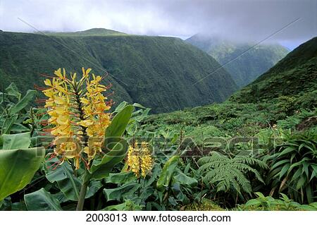 Stock Image - Hawaii, Big Island, Yellow Ginger And Ferns Over Look Valley On Kohala Ditch Trail. Fotosearch