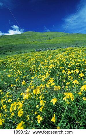 Stock Photo - Hawaii, Big Island, Yellow Wildflowers Vast Pasture. Kohala Mountains, Parker Ranch.. Fotosearch