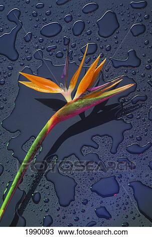 Hawaii, Bird Of Paradise Flower On Blue Background Water Drops, Studio Shot View Large Photo Image Stock Image - Hawaii, Bird Of Paradise Flower On Blue Background Water Drops, Studio Shot. Fotosearch
