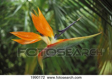 Stock Image - Hawaii, Bird Of Paradise. Fotosearch