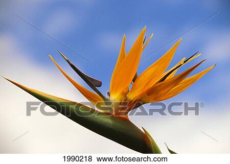 Hawaii, Bird Of Paradise View Large Photo Image Stock Photo - Hawaii, Bird Of Paradise. Fotosearch