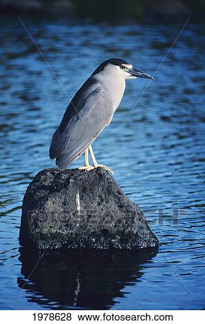 Stock Photo - Hawaii, Black-Crowned Night Heron (Nycticorax Hoactli), On A Rock Jutting From Water.. Fotosearch
