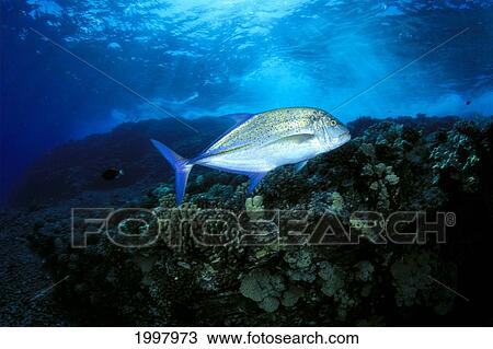 Hawaii, Blue Jack Fish (Caranx Melampygus) Swims Over Reef, Side View A82E View Large Photo Image Stock Image - Hawaii, Blue Jack Fish (Caranx Melampygus) Swims Over Reef, Side View A82E. Fotosearch