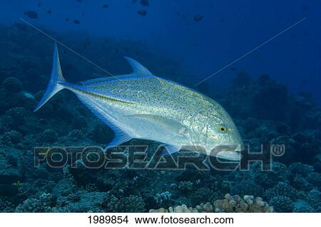 Hawaii, Bluefin Trevally Or Jack (Caranx Melampygus). View Large Photo Image Picture - Hawaii, Bluefin Trevally Or Jack (Caranx Melampygus).. Fotosearch