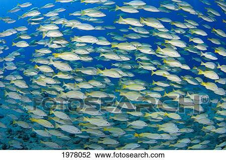 Stock Image - Hawaii, Bluestripe Snapper (Lutjanus Kasmira) Were Introduced To Hawaii In 1958 With The Thought That They May Become A Food Source.. Fotosearch