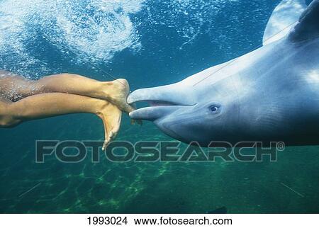 Hawaii, Bottlenose Dolphin (Tursiops Truncatus) Swimming Upside-Down With Person, Only Feet Showing, Underwater View. View Large Photo Image Picture - Hawaii, Bottlenose Dolphin (Tursiops Truncatus) Swimming Upside-Down With Person, Only Feet Showing, Underwater View.. Fotosearch