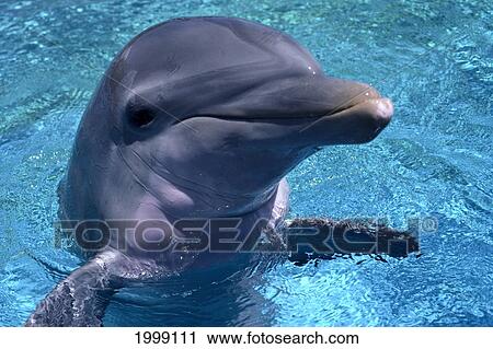 Hawaii, Bottlenose Dolphin (Tursiops Truncatus) In Captivity Close-Up Face B1883 View Large Photo Image Stock Image - Hawaii, Bottlenose Dolphin (Tursiops Truncatus) In Captivity Close-Up Face B1883. Fotosearch