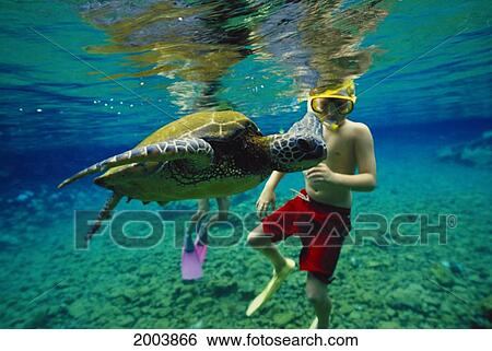 Hawaii, Boy Back Of Green Sea Turtle (Chelonia Mydas) Shallow Reef, Surface Reflection View Large Photo Image Stock Photograph - Hawaii, Boy Back Of Green Sea Turtle (Chelonia Mydas) Shallow Reef, Surface Reflection. Fotosearch