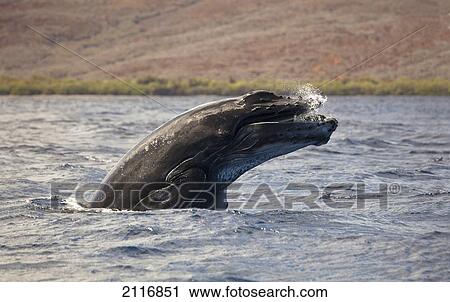 Stock Image - Hawaii, Breaching humpback whale calf(Megaptera novaeangilae/n).. Fotosearch