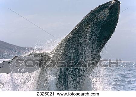 Hawaii, Breaching Humpback Whale, (Megaptera Novaeangliae). View Large Photo Image Stock Image - Hawaii, Breaching Humpback Whale, (Megaptera Novaeangliae).. Fotosearch