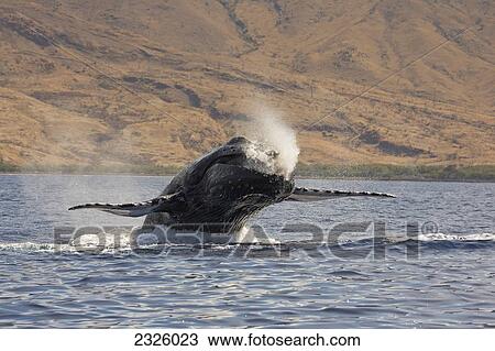 Hawaii, Breaching Humpback Whale, (Megaptera Novaeangliae). View Large Photo Image Stock Image - Hawaii, Breaching Humpback Whale, (Megaptera Novaeangliae).. Fotosearch