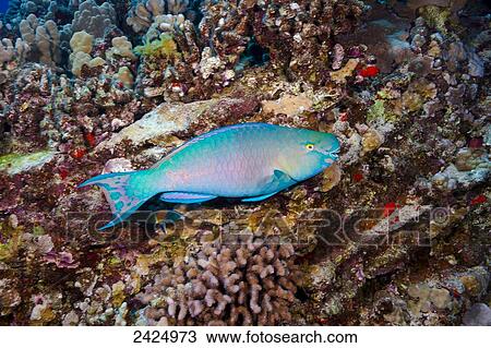 Hawaii, Bright blue male Ember Parrotfish. View Large Photo Image Stock Image - Hawaii, Bright blue male Ember Parrotfish.. Fotosearch