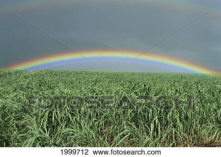 Stock Image - Hawaii, Brilliant Rainbow Over Fields Of Sugarcane, Misty Skies In Background C1716. Fotosearch