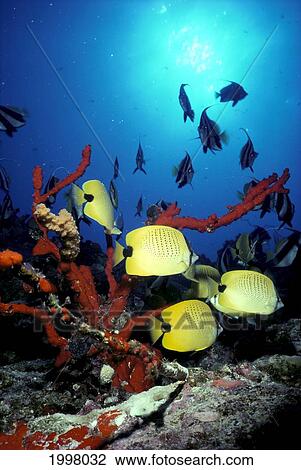 Hawaii, Butterflyfish, Coral, False Moorish Idols, Backlit Fish By Sunburst A83E View Large Photo Image Stock Image - Hawaii, Butterflyfish, Coral, False Moorish Idols, Backlit Fish By Sunburst A83E. Fotosearch