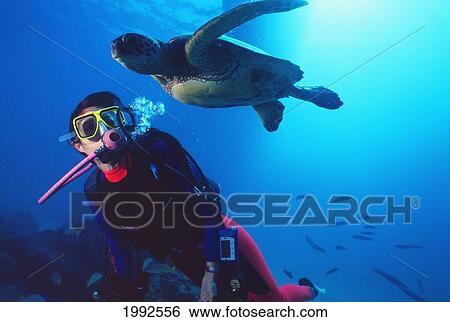 Hawaii, Canyons Waikiki, Diver Swimming With Green Sea Turtle (Chelonia Mydas) View Large Photo Image Stock Photograph - Hawaii, Canyons Waikiki, Diver Swimming With Green Sea Turtle (Chelonia Mydas). Fotosearch