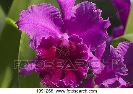 Stock Photo - Hawaii, Catalaya Orchids.. Fotosearch