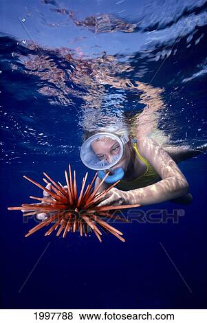 Hawaii, Child Snorkels Holds Pencil Urchin, Girl At Ocean Surface With Reflections A15G View Large Photo Image Stock Photo - Hawaii, Child Snorkels Holds Pencil Urchin, Girl At Ocean Surface With Reflections A15G. Fotosearch