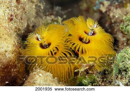 Hawaii, Christmas Tree Worm (Spirobranchus Giganteus) Close-Up In Coral View Large Photo Image Stock Photography - Hawaii, Christmas Tree Worm (Spirobranchus Giganteus) Close-Up In Coral. Fotosearch