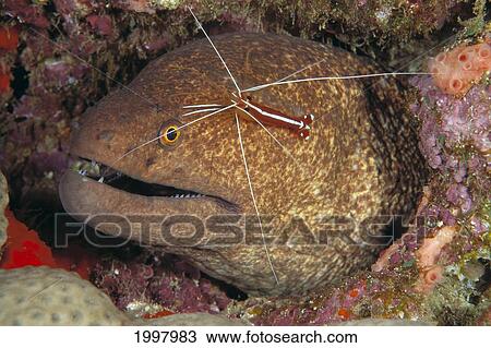 Stock Image - Hawaii, Close-Up Cleaner Shrimp Atop Moral Eel (Gymnothorax Flavomarginatus) A91B. Fotosearch