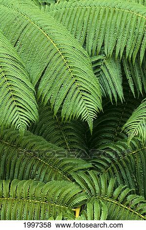 Hawaii, Close-Up Detail Of Hapuu Ferns On Plant, Environment A24D View Large Photo Image Stock Photo - Hawaii, Close-Up Detail Of Hapuu Ferns On Plant, Environment A24D. Fotosearch