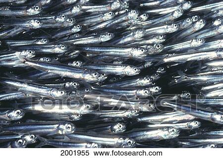 Stock Photography - Hawaii, Close-Up Detail Of Schooling Anchovy, Side View (Stolephorus Species). Fotosearch