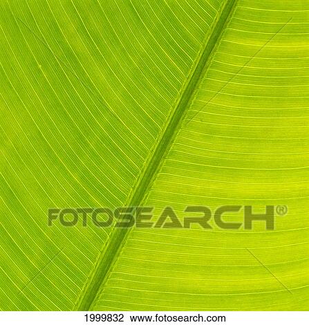 Hawaii, Close-Up Detail Of Torch Giner Leaf, Soft Green Color, Background C1657 View Large Photo Image Stock Image - Hawaii, Close-Up Detail Of Torch Giner Leaf, Soft Green Color, Background C1657. Fotosearch