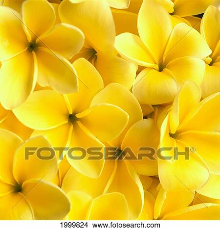 Picture - Hawaii, Close-Up Detail Of Yellow Plumeria Flowers, Soft Golden Light C1672. Fotosearch