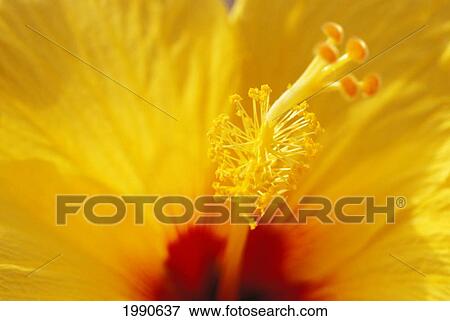 Stock Photo - Hawaii, Close-Up Detail Of Yellow Hibiscus Flower With Red Center, Stamen. Fotosearch