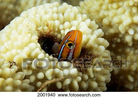 Stock Image - Hawaii, Close-Up Ewa Blenny In Hard Coral (Plagiotremus Ewaensis) Home. Fotosearch