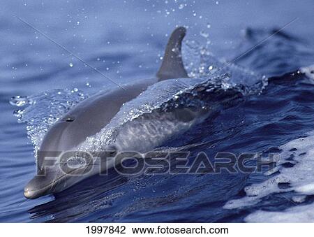Stock Image - Hawaii, Close-Up Front Angle Of Spotted Dolphin Skimming Surface Of Water A93A. Fotosearch