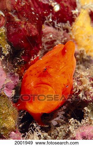 Stock Photo - Hawaii, Close-Up Front View Of Face, Bright Red Angler Fish (Antennatus Tuberosus). Fotosearch