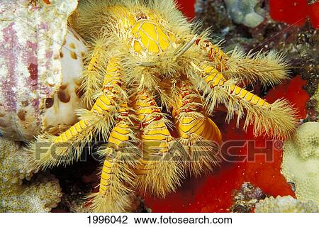 Hawaii, Close-Up Hairy Hermit Crab (Aniculus Maximus) In Triton Shell On Red Sponge View Large Photo Image Stock Image - Hawaii, Close-Up Hairy Hermit Crab (Aniculus Maximus) In Triton Shell On Red Sponge. Fotosearch