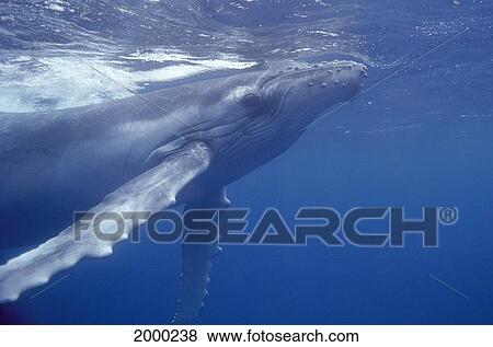 Stock Photo - Hawaii, Close-Up Humpback Whale (Megaptera Novaeangliae) At Surface, Pacific Ocean D1949. Fotosearch