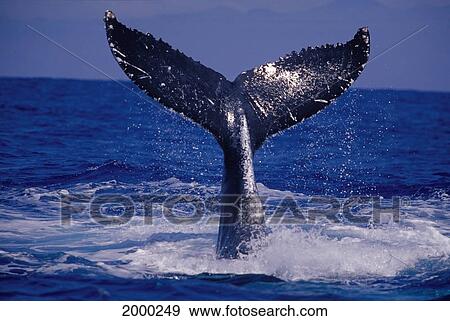 Hawaii, Close-Up Humpback Whale (Megaptera Novaeangliae) Fluke D1969 View Large Photo Image Stock Photo - Hawaii, Close-Up Humpback Whale (Megaptera Novaeangliae) Fluke D1969. Fotosearch