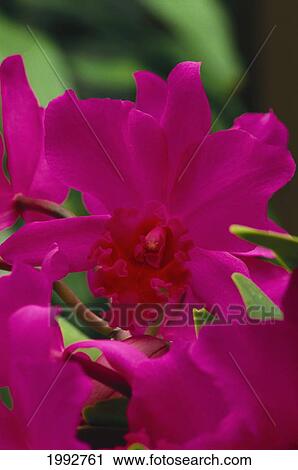 Hawaii, Close-Up Large Cattleya Orchid Blossoms Purple With Darker Center On Plant Green Blurry Background View Large Photo Image Stock Image - Hawaii, Close-Up Large Cattleya Orchid Blossoms Purple With Darker Center On Plant Green Blurry Background. Fotosearch