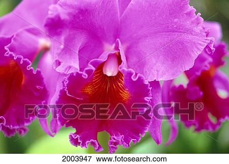 Stock Photo - Hawaii, Close-Up Large Purple Cattleya Orchid Blossoms On Plant. Fotosearch