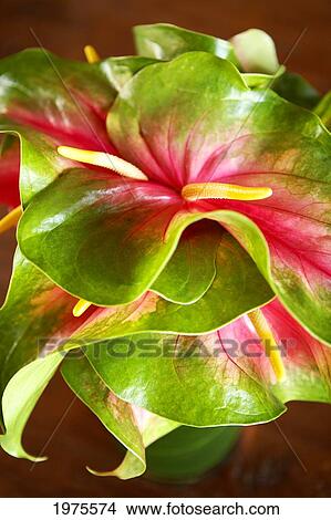 Picture - Hawaii, Close-Up Of A Green And Red Anthurium.. Fotosearch